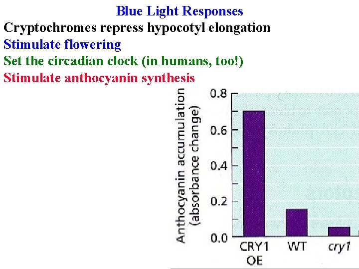 Blue Light Responses Cryptochromes repress hypocotyl elongation Stimulate flowering Set the circadian clock (in