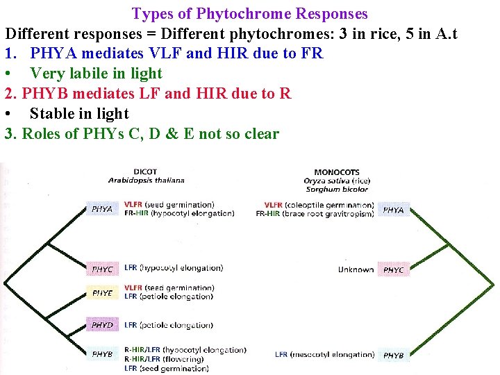 Types of Phytochrome Responses Different responses = Different phytochromes: 3 in rice, 5 in