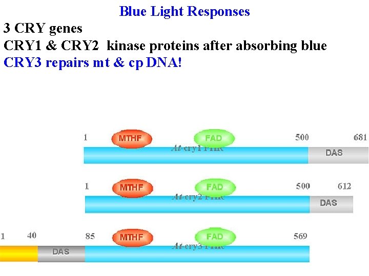 Blue Light Responses 3 CRY genes CRY 1 & CRY 2 kinase proteins after