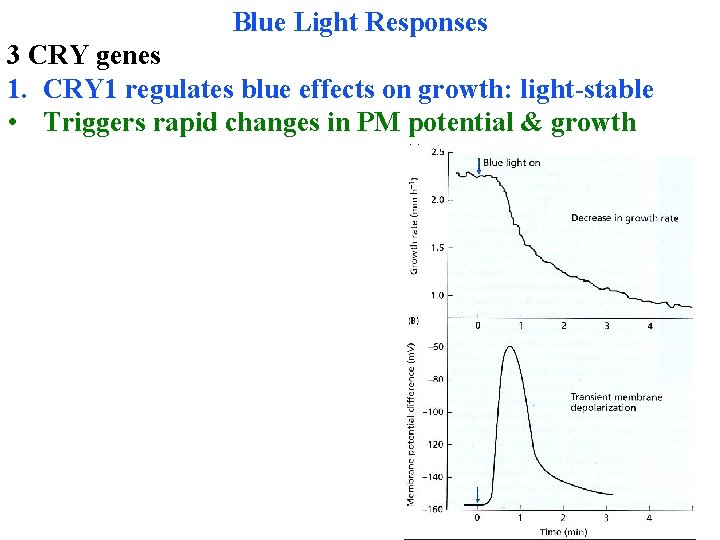 Blue Light Responses 3 CRY genes 1. CRY 1 regulates blue effects on growth: