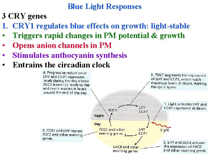 Blue Light Responses 3 CRY genes 1. CRY 1 regulates blue effects on growth: