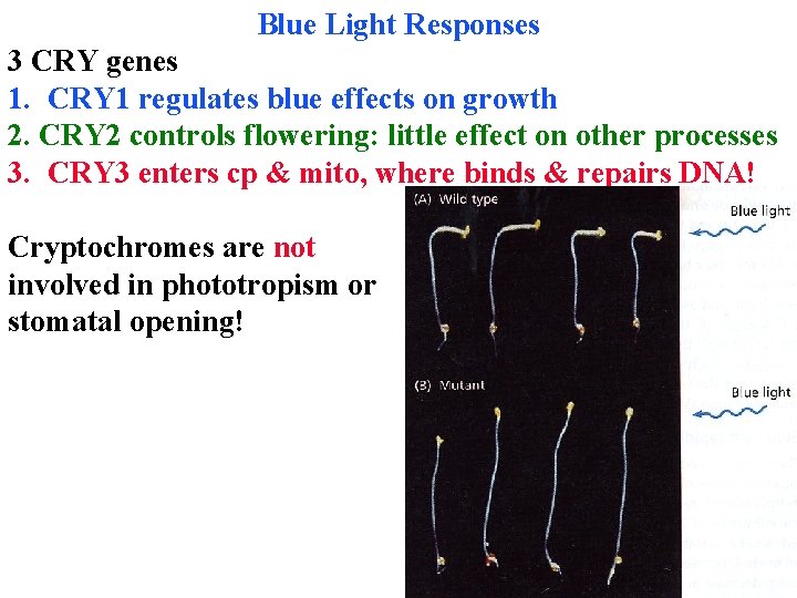 Blue Light Responses 3 CRY genes 1. CRY 1 regulates blue effects on growth