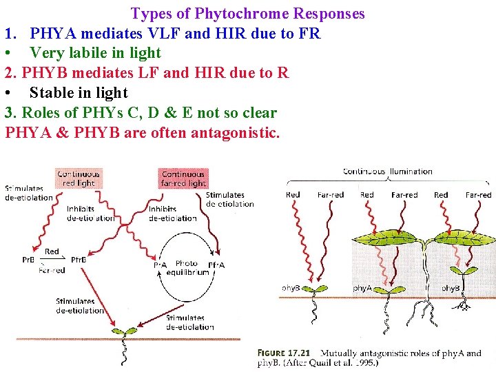 Types of Phytochrome Responses 1. PHYA mediates VLF and HIR due to FR •