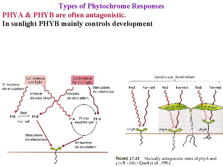 Types of Phytochrome Responses PHYA & PHYB are often antagonistic. In sunlight PHYB mainly