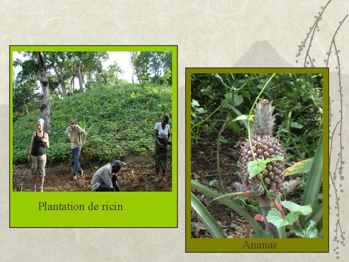 Plantation de ricin Ananas 