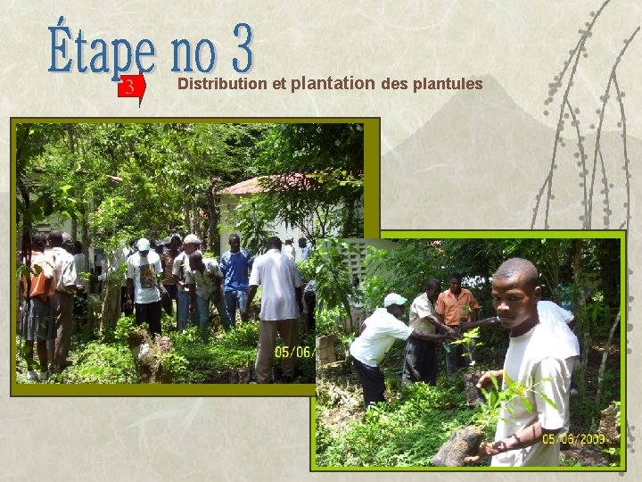 3 Distribution et plantation des plantules 