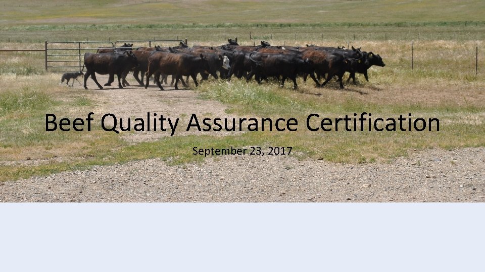 Beef Quality Assurance Certification September 23, 2017 