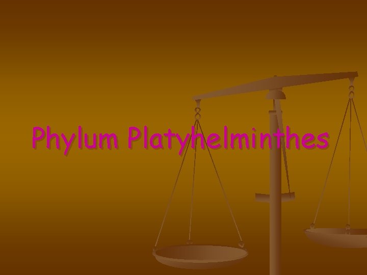 Phylum Platyhelminthes 