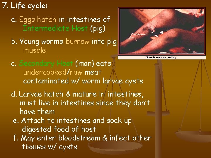 7. Life cycle: a. Eggs hatch in intestines of Intermediate Host (pig) b. Young
