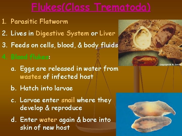 Flukes(Class Trematoda) 1. Parasitic Flatworm 2. Lives in Digestive System or Liver 3. Feeds