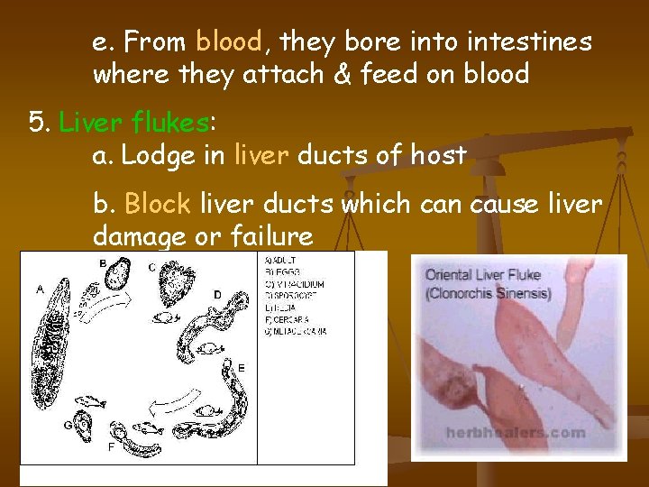 e. From blood, they bore into intestines where they attach & feed on blood