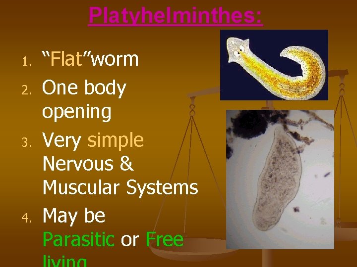 Platyhelminthes: 1. 2. 3. 4. “Flat”worm One body opening Very simple Nervous & Muscular
