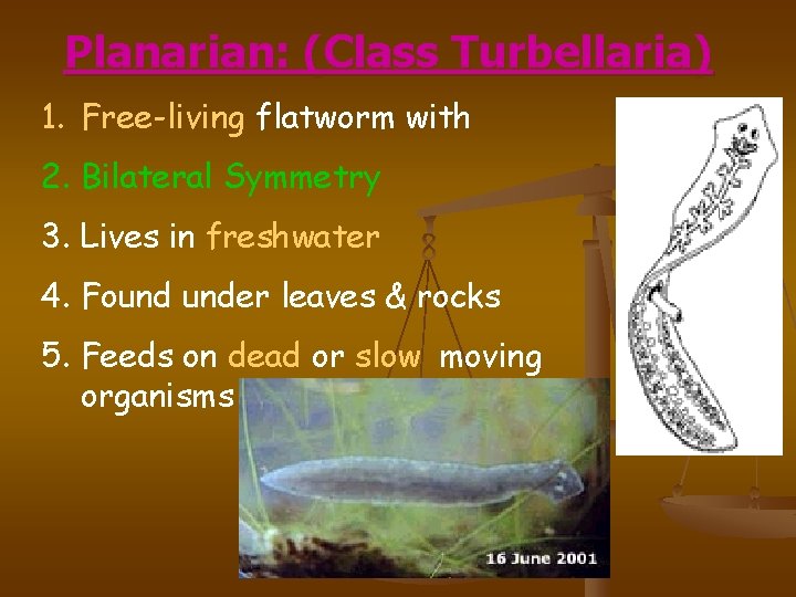 Planarian: (Class Turbellaria) 1. Free-living flatworm with 2. Bilateral Symmetry 3. Lives in freshwater