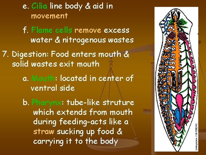 e. Cilia line body & aid in movement f. Flame cells remove excess water