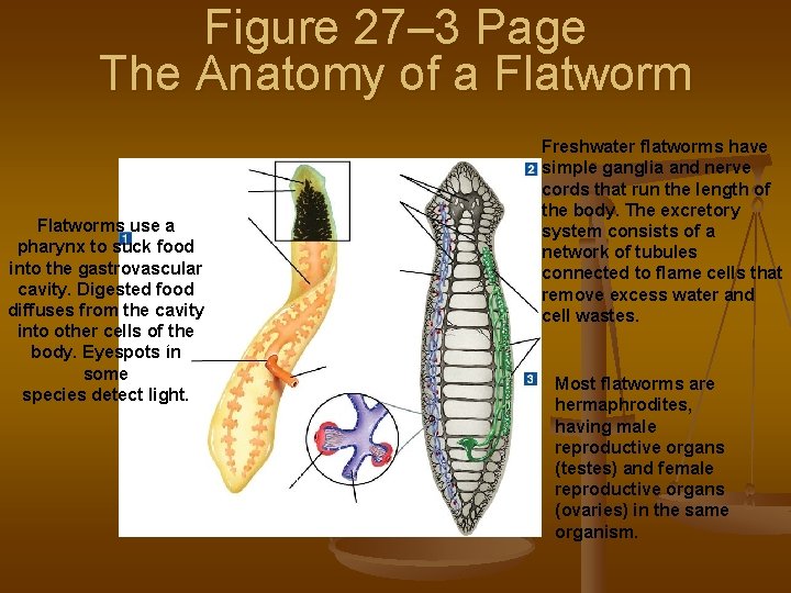 Figure 27– 3 Page The Anatomy of a Flatworm Freshwater flatworms have simple ganglia