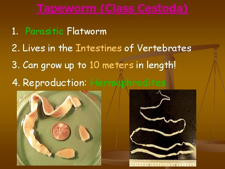 Tapeworm (Class Cestoda) 1. Parasitic Flatworm 2. Lives in the Intestines of Vertebrates 3.