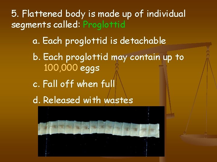 5. Flattened body is made up of individual segments called: Proglottid a. Each proglottid