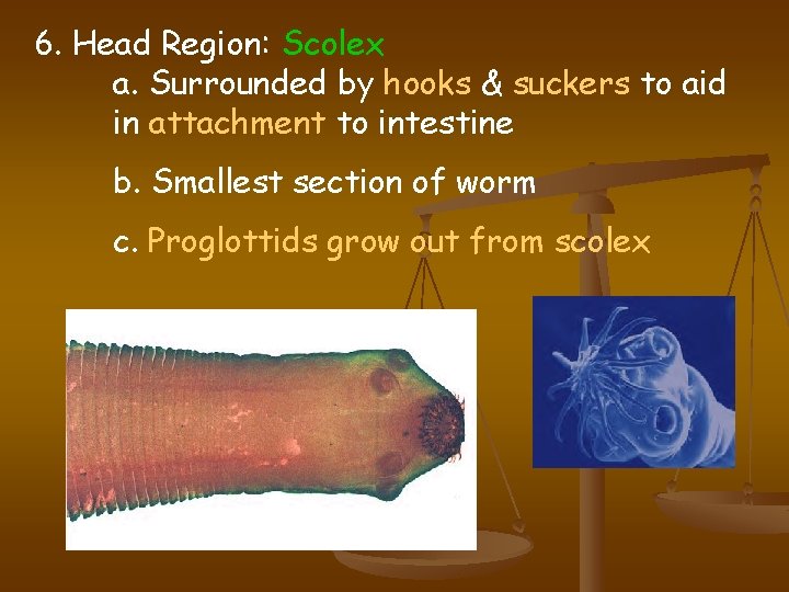 6. Head Region: Scolex a. Surrounded by hooks & suckers to aid in attachment