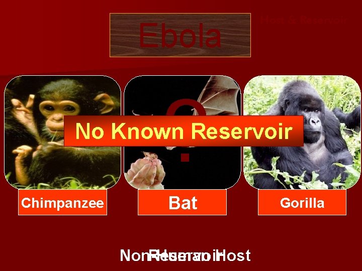Ebola Host & Reservoir ? No Known Reservoir Chimpanzee Monkey Bat Non-Human Reservoir. Host