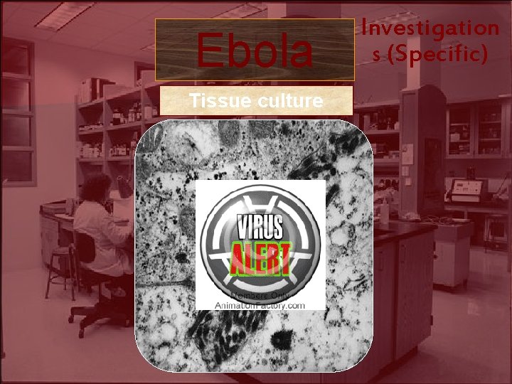 Ebola Tissue culture Investigation s (Specific) 