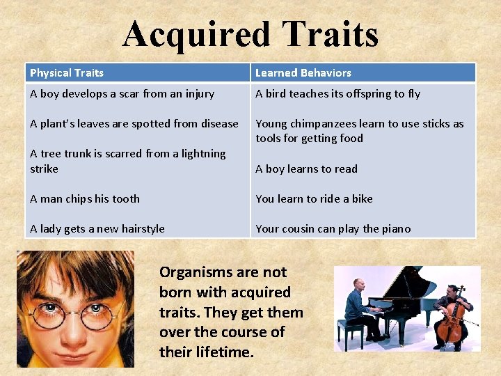 Acquired Traits Physical Traits Learned Behaviors A boy develops a scar from an injury