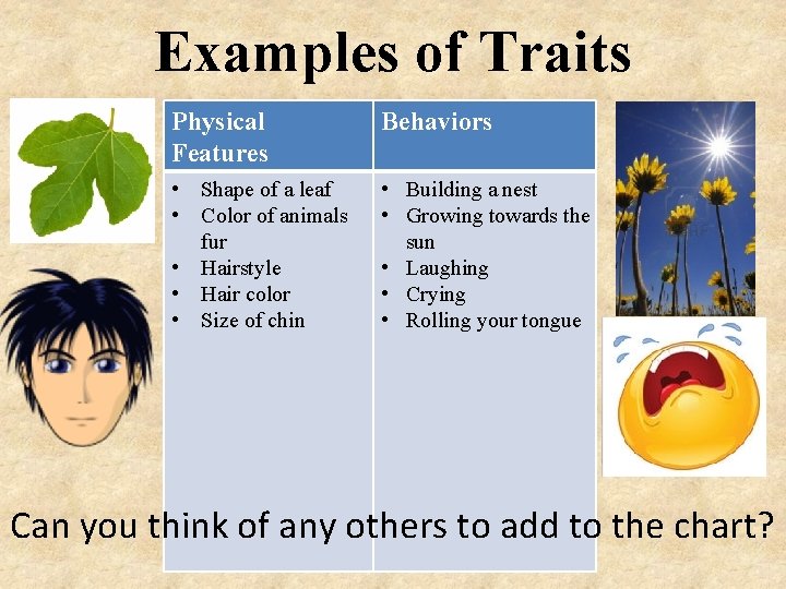 Examples of Traits Physical Features Behaviors • Shape of a leaf • Color of