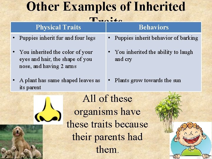 Other Examples of Inherited Physical Traits Behaviors • Puppies inherit fur and four legs