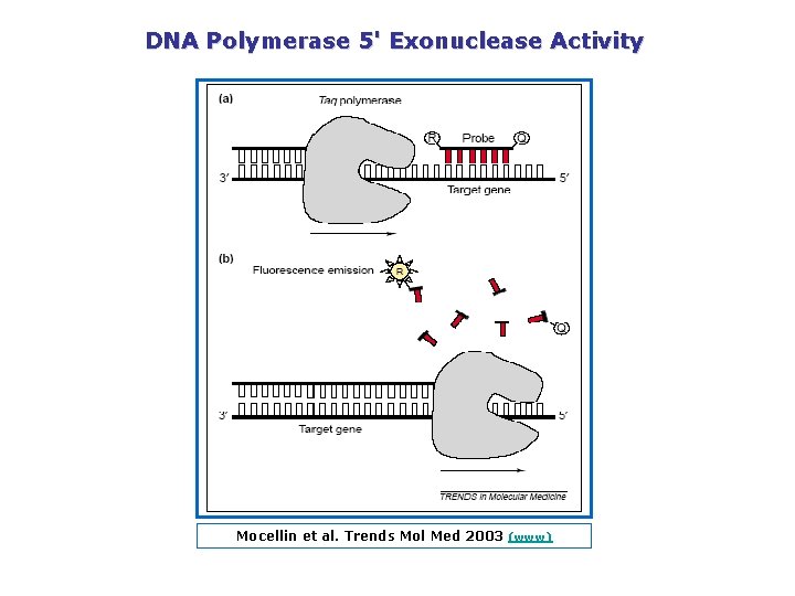 DNA Polymerase 5' Exonuclease Activity Mocellin et al. Trends Mol Med 2003 (www) 