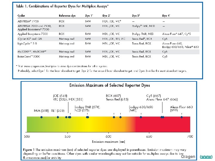 Qiagen (www) 