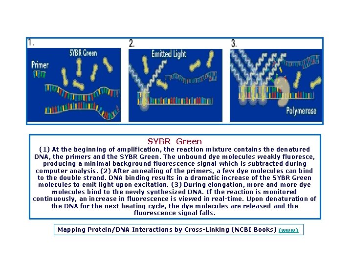 SYBR Green (1) At the beginning of amplification, the reaction mixture contains the denatured