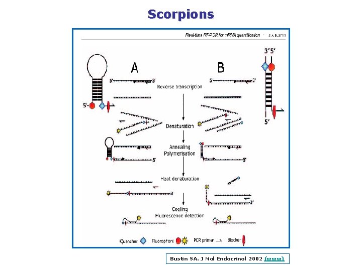 Scorpions Bustin SA. J Mol Endocrinol 2002 (www) 