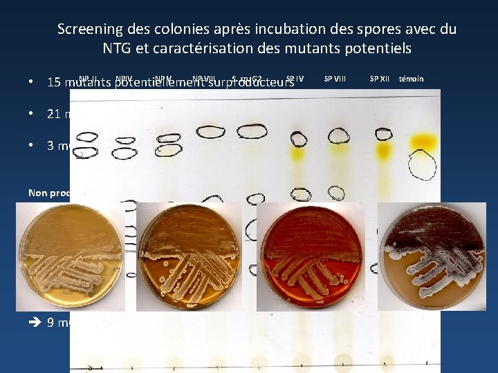 Screening des colonies après incubation des spores avec du NTG et caractérisation des mutants