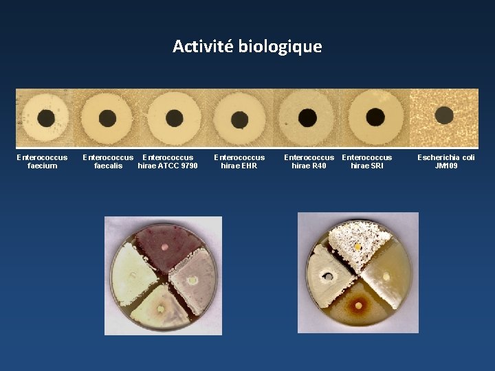 Activité biologique Enterococcus faecium Enterococcus faecalis hirae ATCC 9790 Enterococcus hirae EHR Enterococcus hirae