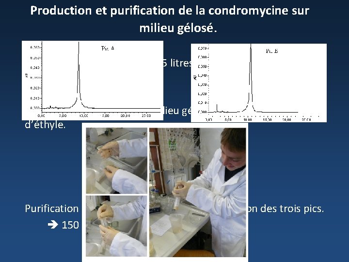Production et purification de la condromycine sur milieu gélosé. 100 boîtes de milieu R