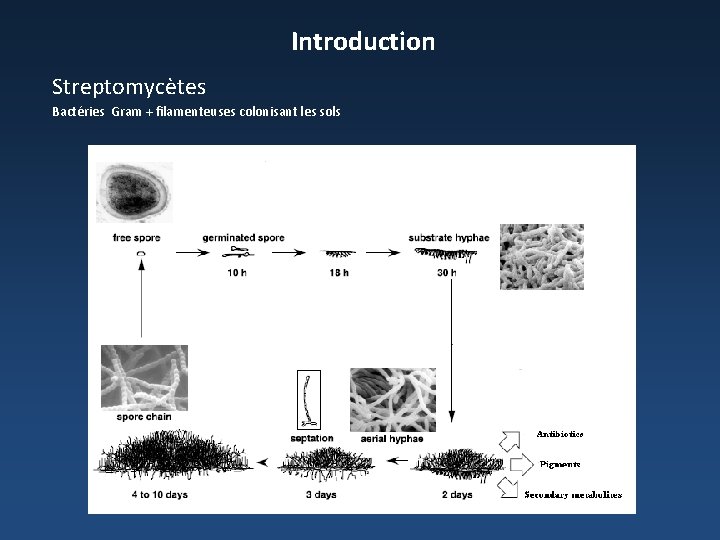 Introduction Streptomycètes Bactéries Gram + filamenteuses colonisant les sols 