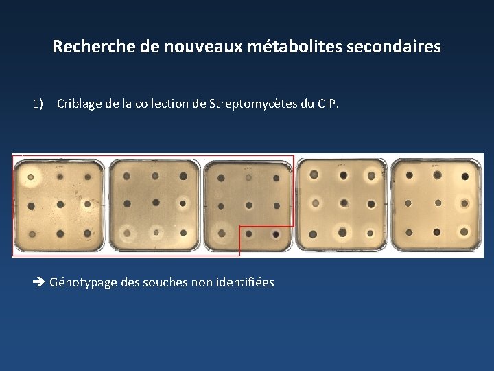 Recherche de nouveaux métabolites secondaires 1) Criblage de la collection de Streptomycètes du CIP.