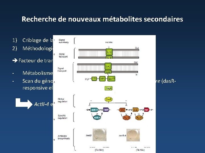 Recherche de nouveaux métabolites secondaires 1) Criblage de la collection de Streptomycètes du CIP.