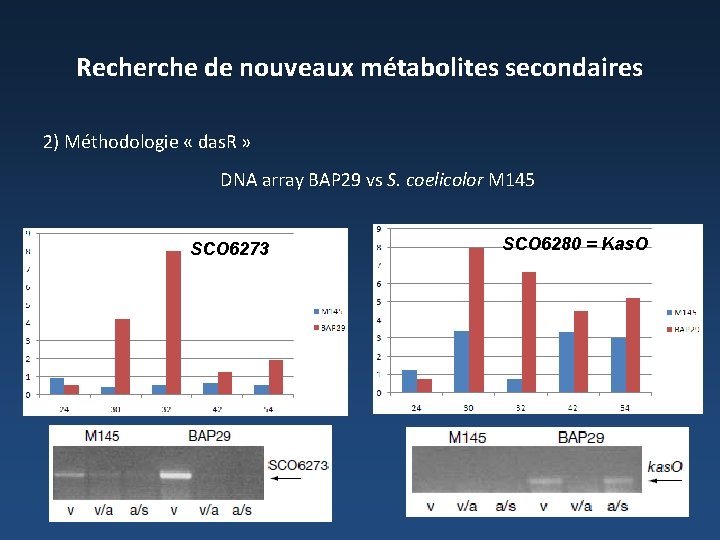 Recherche de nouveaux métabolites secondaires 2) Méthodologie « das. R » DNA array BAP