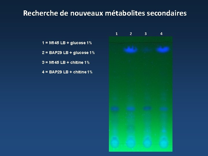 Recherche de nouveaux métabolites secondaires 1 1 = M 145 LB + glucose 1%
