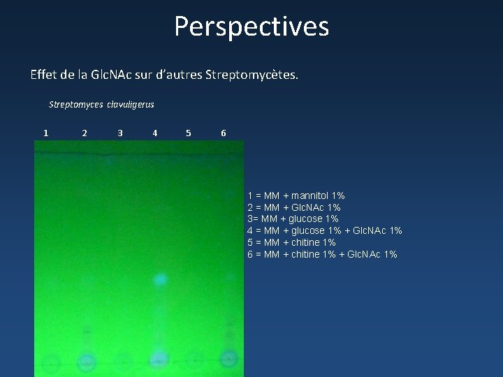 Perspectives Effet de la Glc. NAc sur d’autres Streptomycètes. Streptomyces clavuligerus 1 2 3