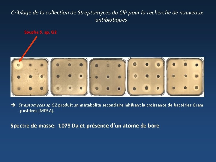 Criblage de la collection de Streptomyces du CIP pour la recherche de nouveaux antibiotiques