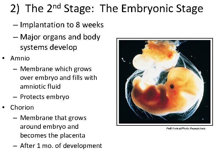 2) The 2 nd Stage: The Embryonic Stage – Implantation to 8 weeks –