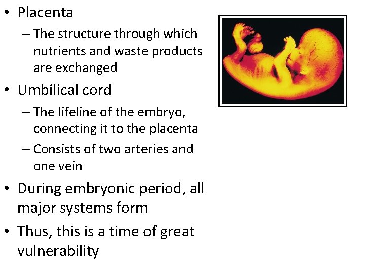  • Placenta – The structure through which nutrients and waste products are exchanged