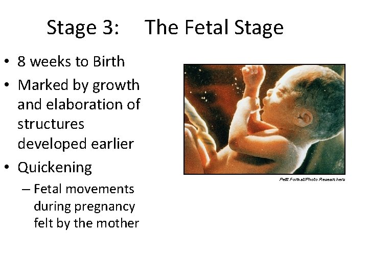 Stage 3: The Fetal Stage • 8 weeks to Birth • Marked by growth