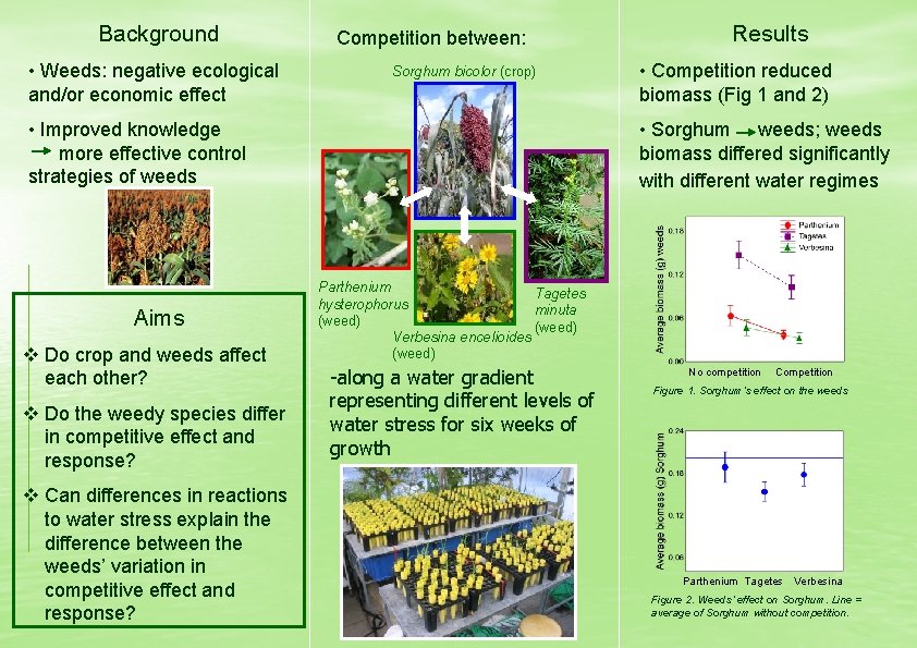 Background • Weeds: negative ecological and/or economic effect Competition between: Sorghum bicolor (crop) •