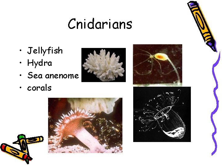 Cnidarians • • Jellyfish Hydra Sea anenome corals 