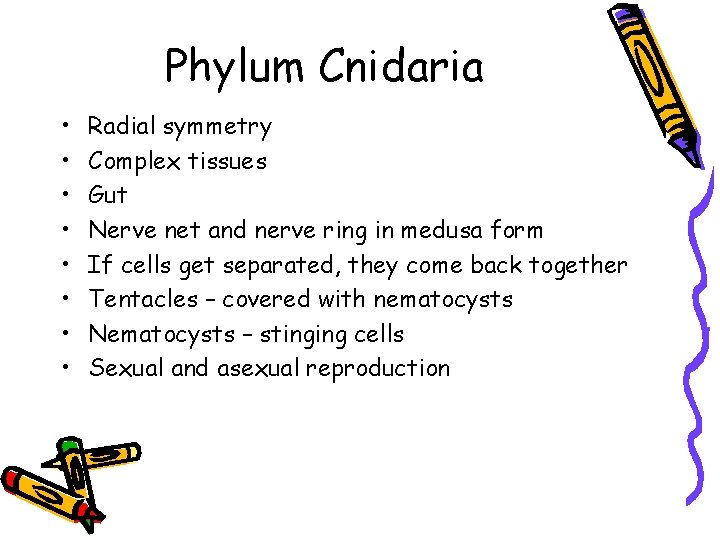 Phylum Cnidaria • • Radial symmetry Complex tissues Gut Nerve net and nerve ring