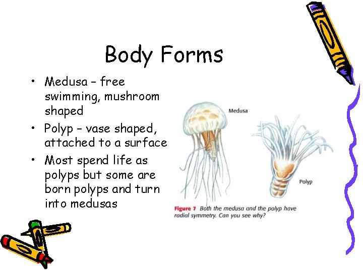 Body Forms • Medusa – free swimming, mushroom shaped • Polyp – vase shaped,