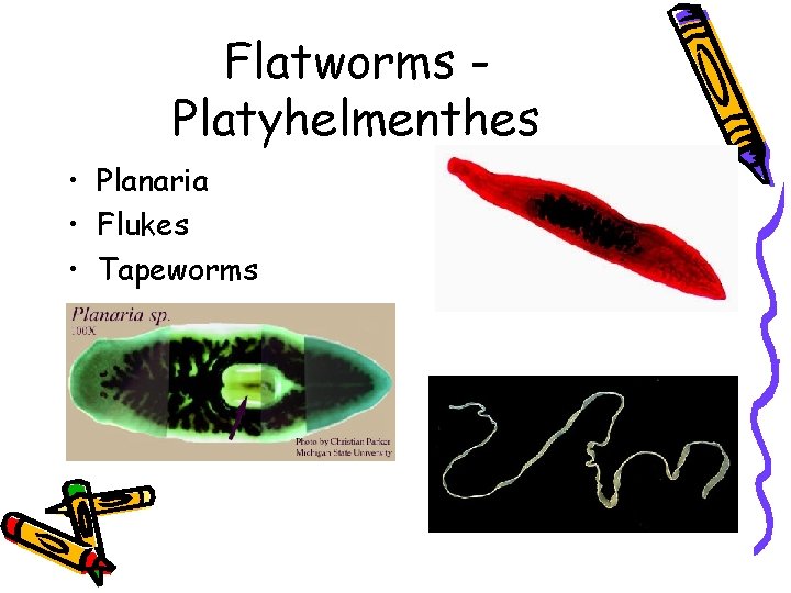 Flatworms Platyhelmenthes • Planaria • Flukes • Tapeworms 