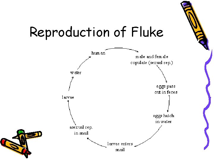 Reproduction of Fluke 